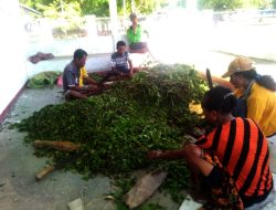 Kelompok Tani Neon Ida Raimataus Manfaatkan Pupuk Daun untuk Lahan Basah dan Kering