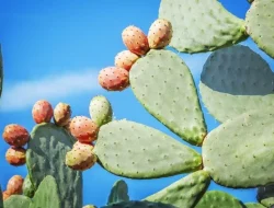 Superfood Baru Jepang! Kaktus Ternyata Bisa Dimakan, Khasiatnya Bikin Banyak Orang Penasaran