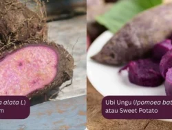 Ube vs Ubi Ungu: Mana yang Lebih Sehat untuk Pilihan Makan Sehari-hari?