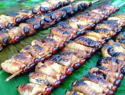 Ulat Sagu Papua, Kuliner Unik dengan Kandungan Nutrisi yang Mengejutkan