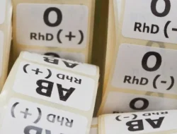 Golongan Darah Paling Sehat? Ini Fakta Medis A, B, AB, dan O