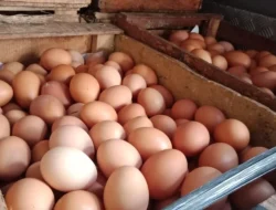 Konsumsi Telur, 5 Butir Sehari Masih Bisa?