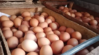 Konsumsi Telur, 5 Butir Sehari Masih Bisa?